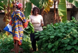 Horticulture Project in Gabon