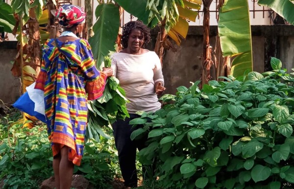 Horticulture Project in Gabon